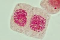 Mitose cellules de racine d'Ail - Télophase (fin) x800